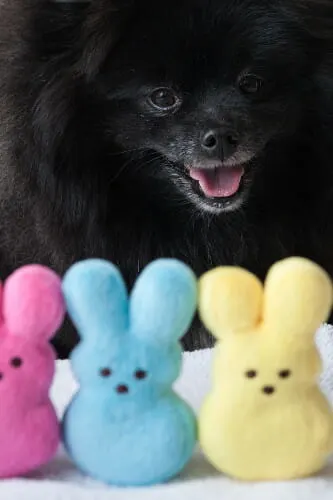 DIY dog photo shoot ideas: black fluffy dog with Peeps Easter bunny dog toys in the foreground