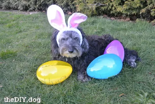 DIY dog photo shoot ideas: dog in bunny ears with easter eggs