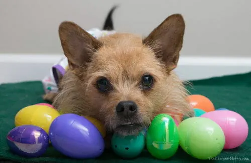 DIY dog photo shoot ideas: brown wiry dog with metallic plastic easter eggs