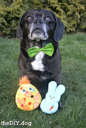 DIY dog photo shoot ideas: black dog in a green bow tie with a Peeps Easter bunny toys and an Easter Chick toy