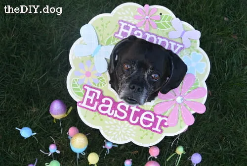DIY dog photo shoot ideas: black dog with Happy easter wreath around his neck and easter eggs in the foreground