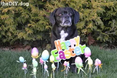 DIY dog photo shoot ideas: black dog surrounded by easter eggs
