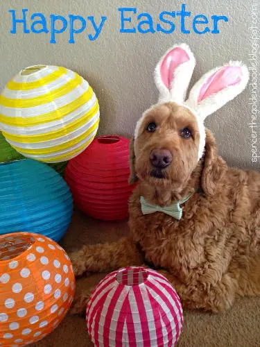 DIY dog photo shoot ideas:: fluffy golden dog with bunny ears, bowtie and brightly coloured paper lanterns
