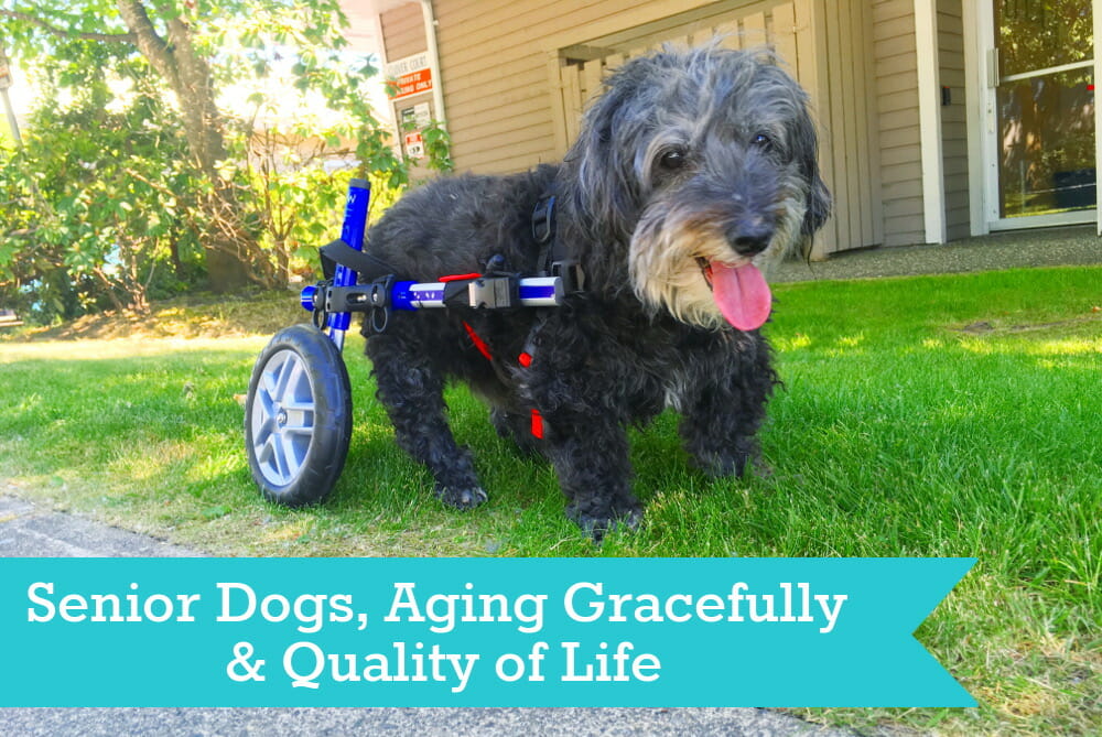 On Senior Dogs, Aging Gracefully and Quality of Life