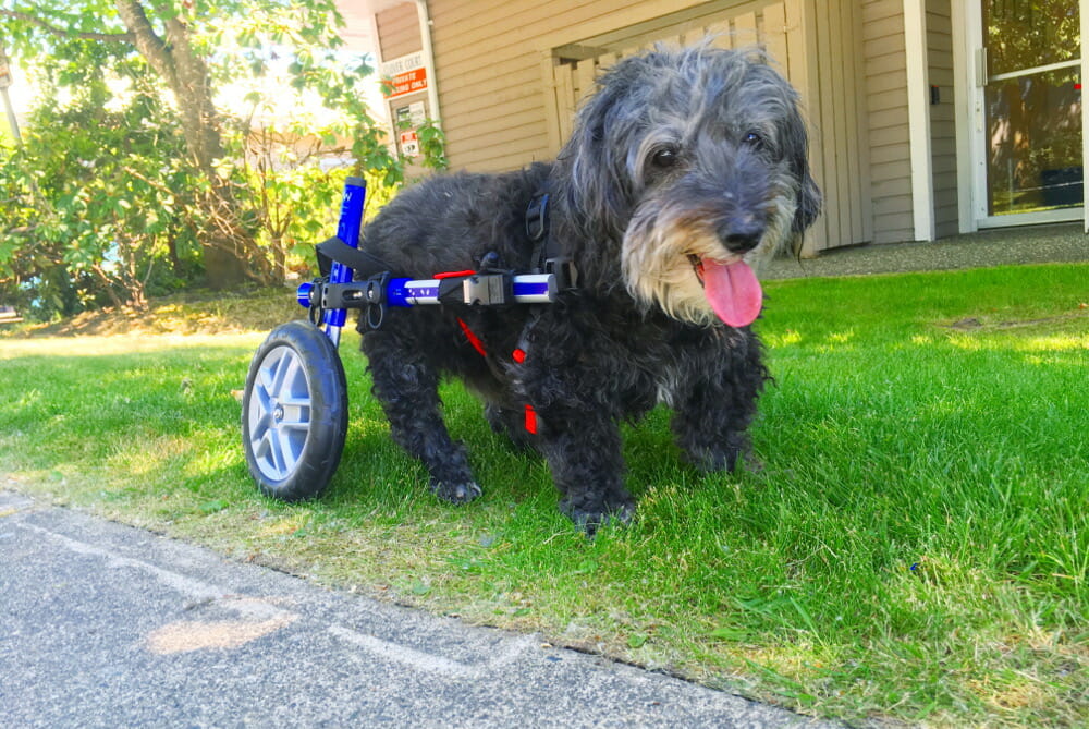 senior dog wheelchair