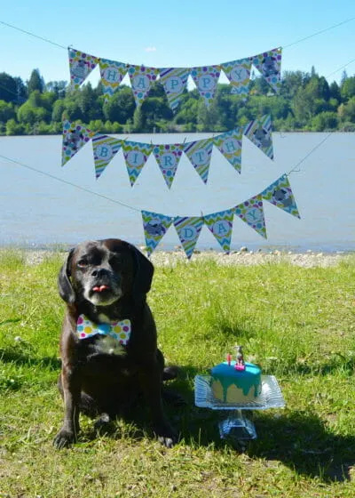 Dog Birthday Party Cake