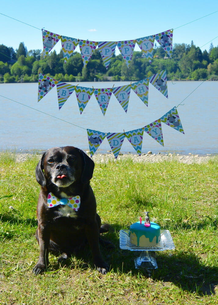 Dog Birthday Party Cake | diy dog blog - kols notes
