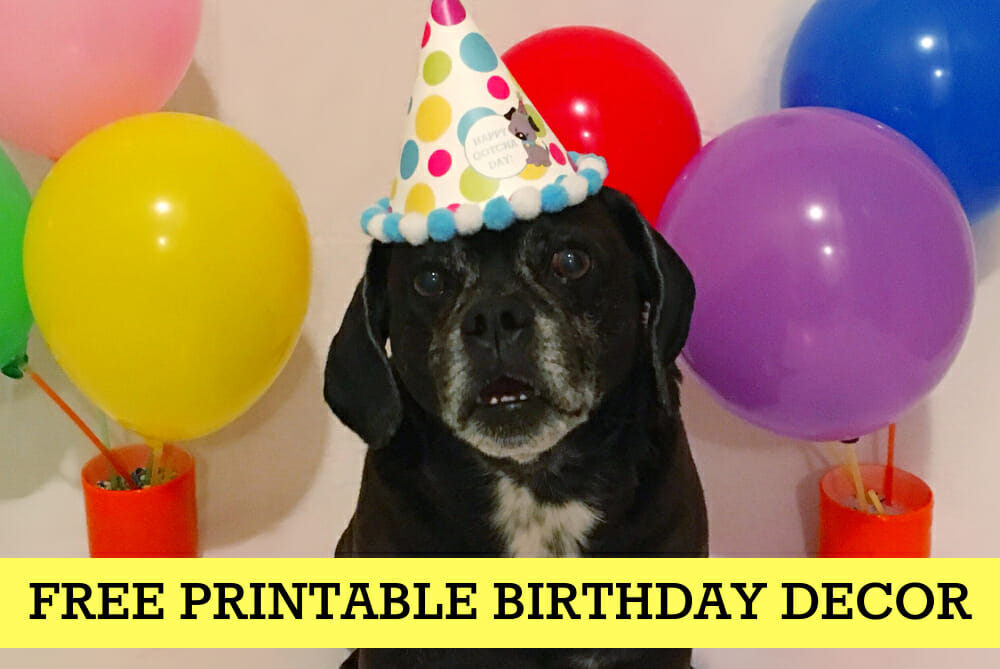 How to Celebrate a Dog Birthday Party {Free Printable Party Kit}