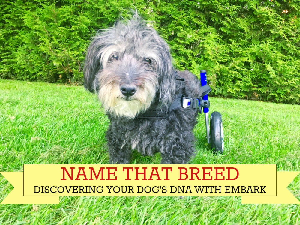 Uncovering Fe’s Doggy DNA with the Embark Test {+ a Giveaway}