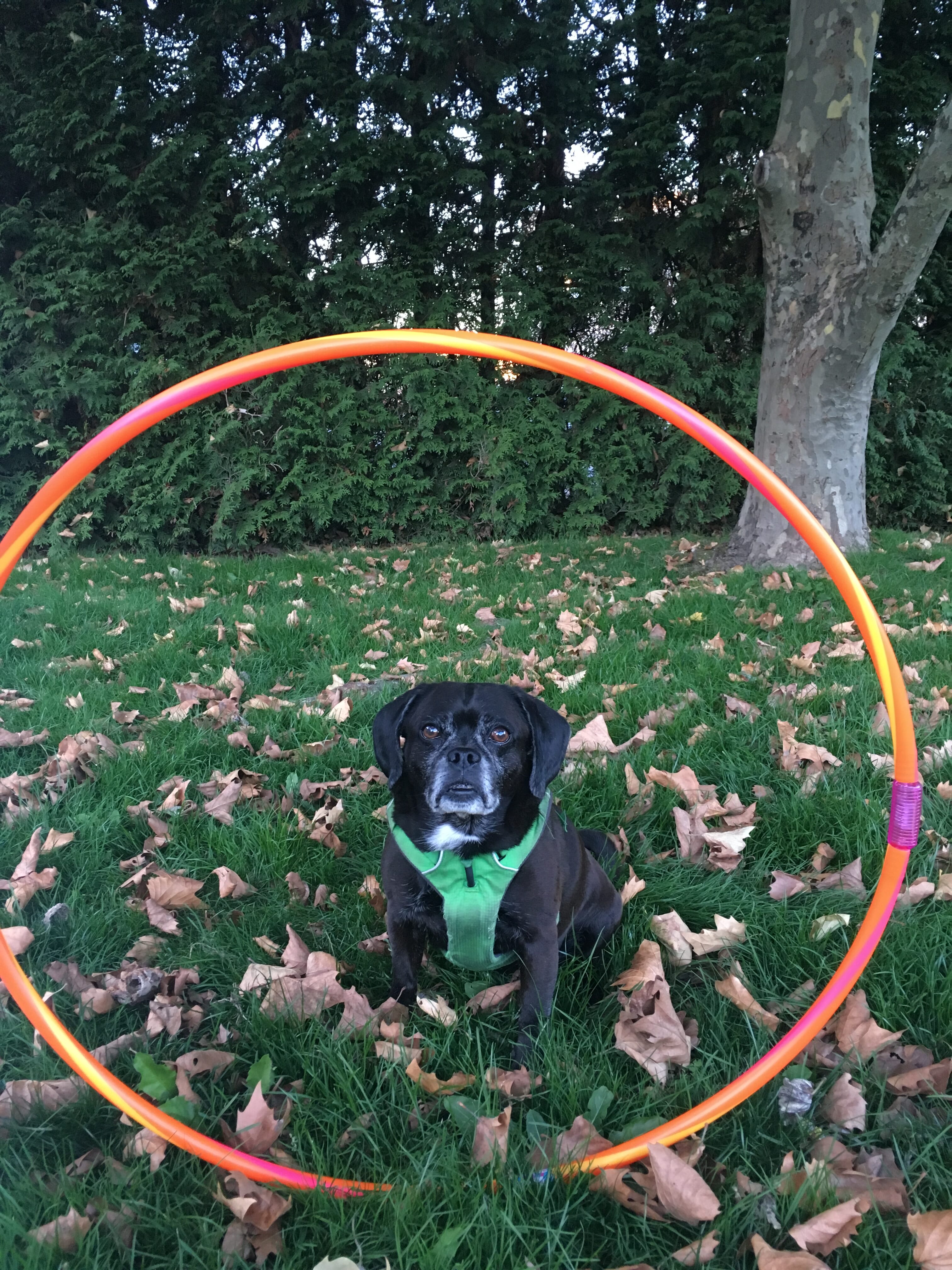 dog training jump through hoop | Kol's Notes - the DIY Dog