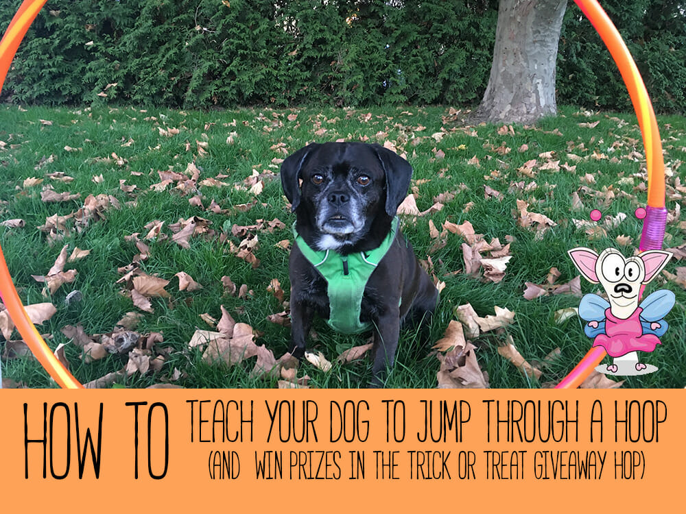 dog training jump through hoop | Kol's Notes - the DIY Dog