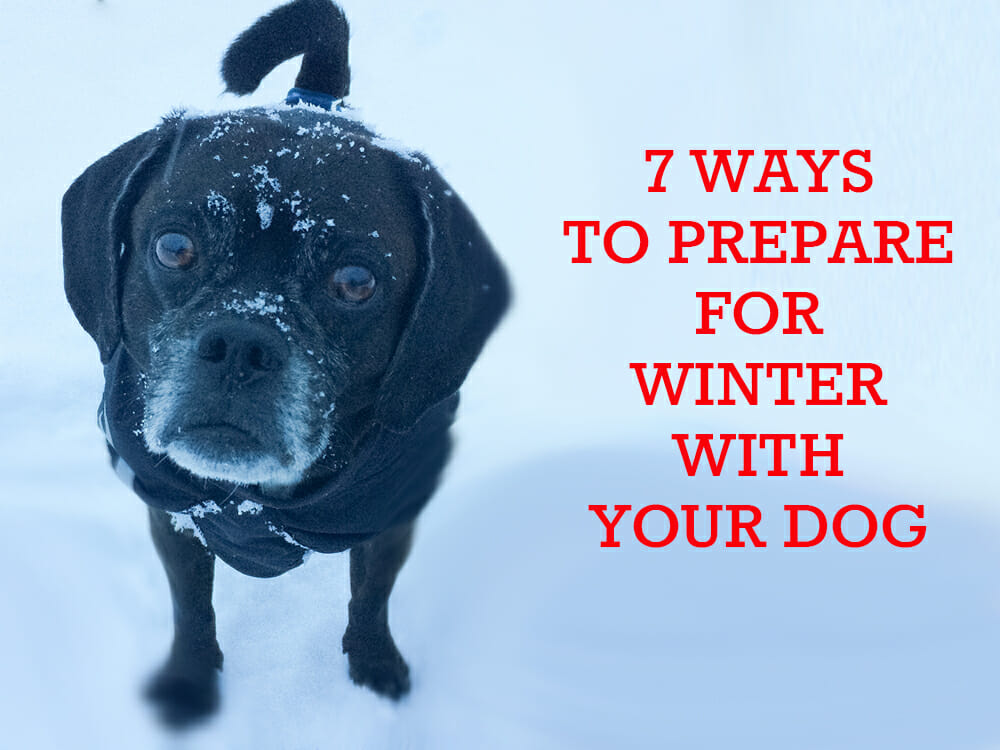 prepare dogs for winter | Kol's Notes - the DIY Dog