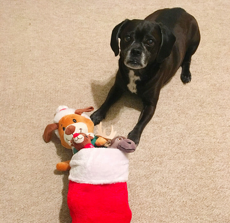 DIY Dog Toy Christmas | Kol's Notes - the DIY Dog