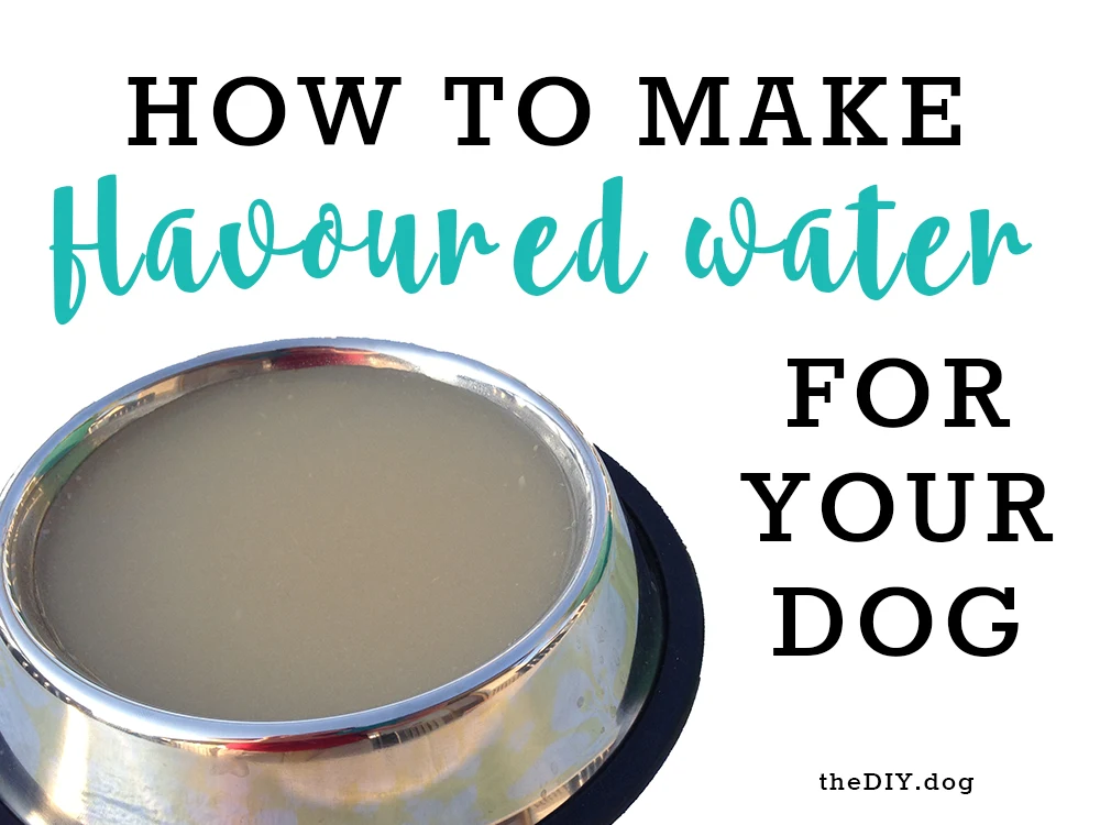 8 Creative Ways To Keep Your Dog Hydrated - A Better Way Pet Sitting