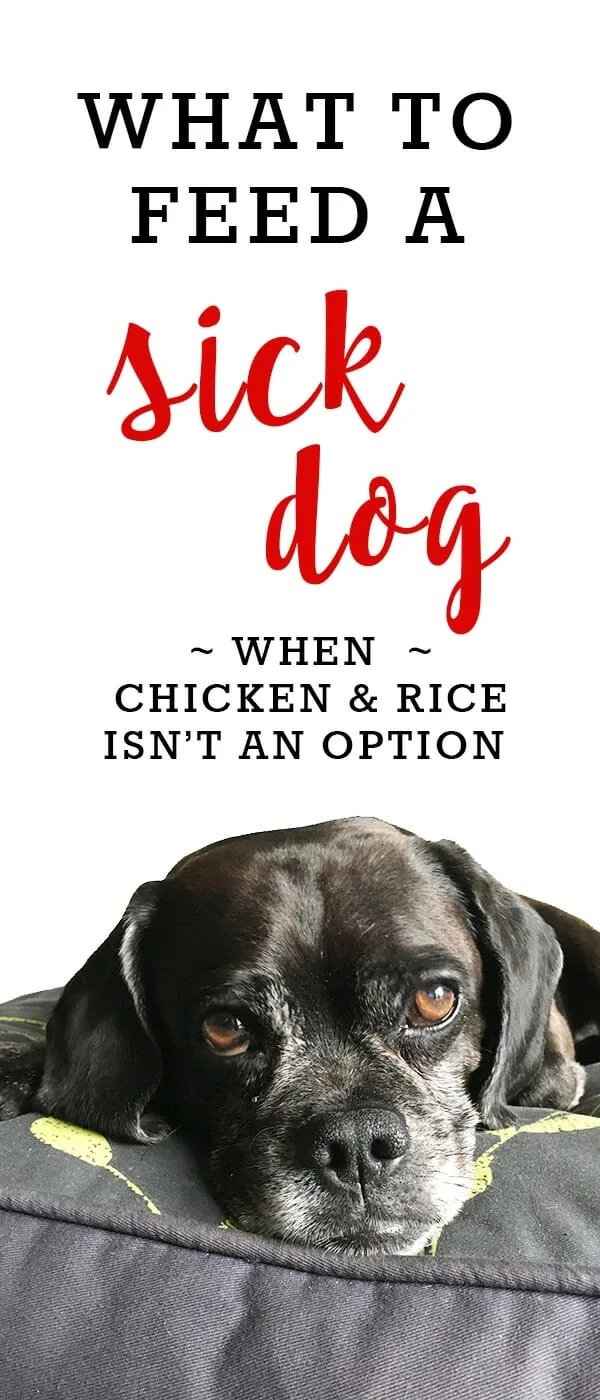 What to Feed a Sick Dog (When Chicken and Rice Isn't An Option) - Kol's  Notes