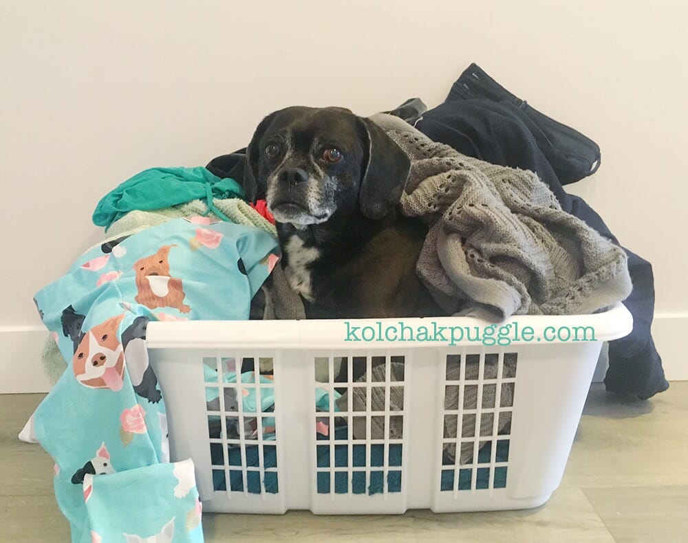 How to keep dog hair out of laundry