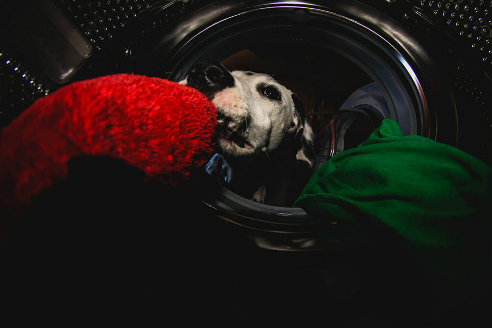 clean dog hair out of clothes