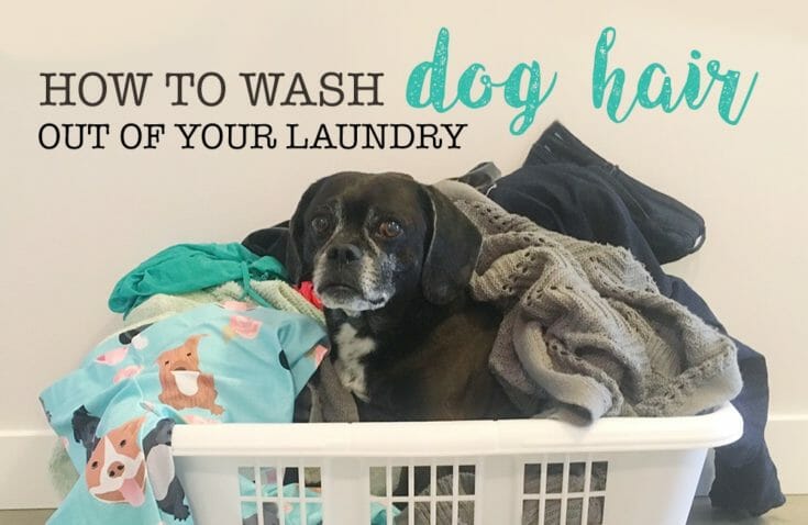 a small black puggle sits in a basket full of clean laundry looking defiant. Text says: How to Wash Dog Hair Out of Laundry.