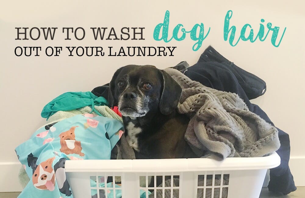 remove dog hair from clothes