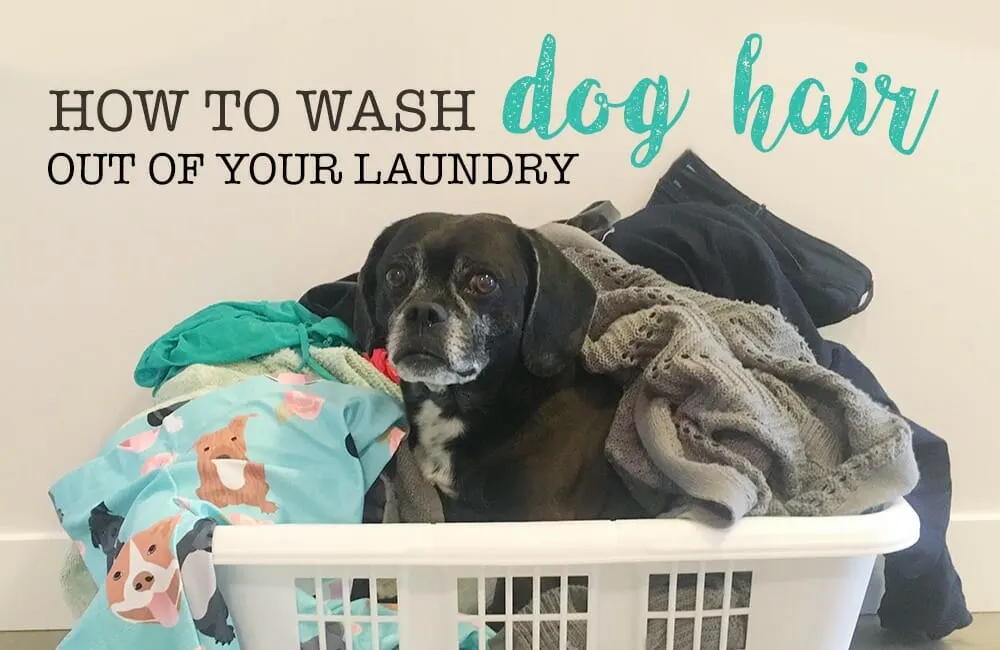 remove dog hair from clothes | Kol's Notes the DIY Dog