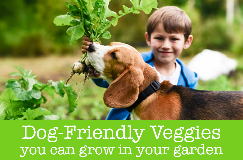 Dog Friendly Veggies You Can Grow in Your Garden