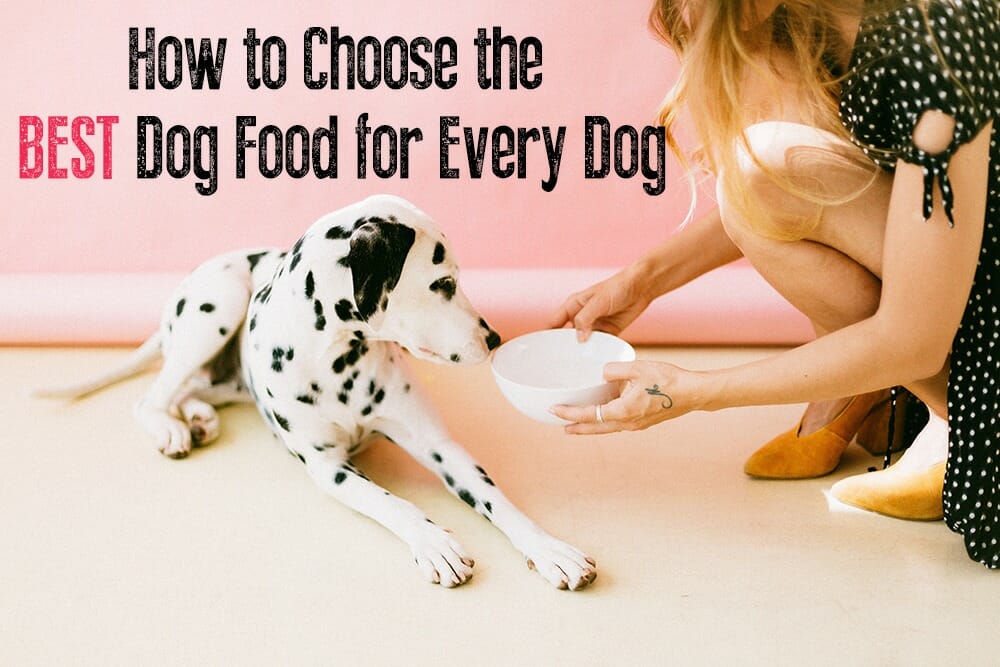 How to Choose the BEST Dog Food for Every Dog