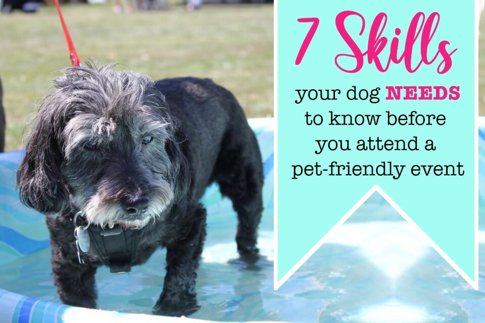 5 Skills Your Pooch Should Know Before You Attend a Dog-Friendly Event