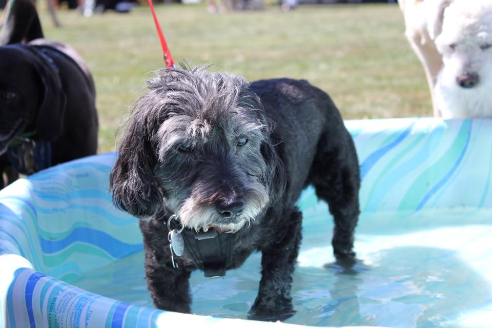 black miniature poodle mix dog in a blue kiddie pool at a pet friendly event