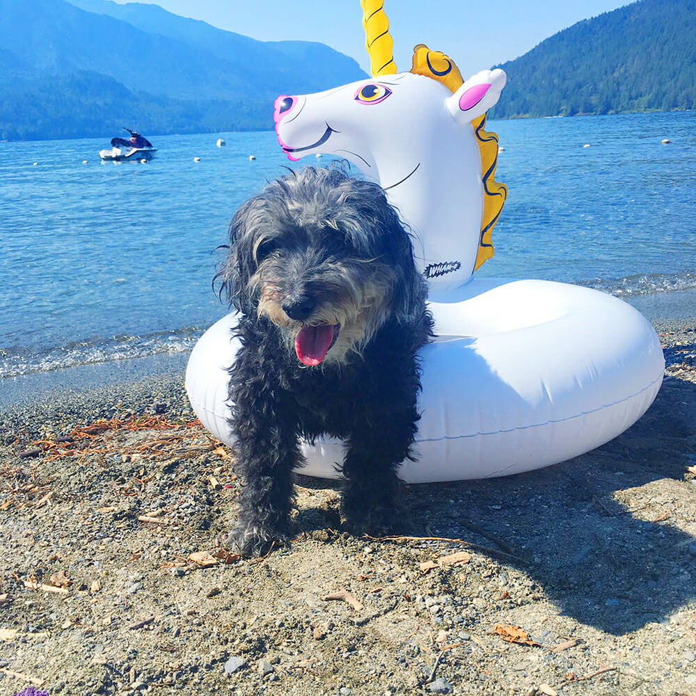 small black fluffy poodle dog in a unicorn pool float on the beach on a hot day