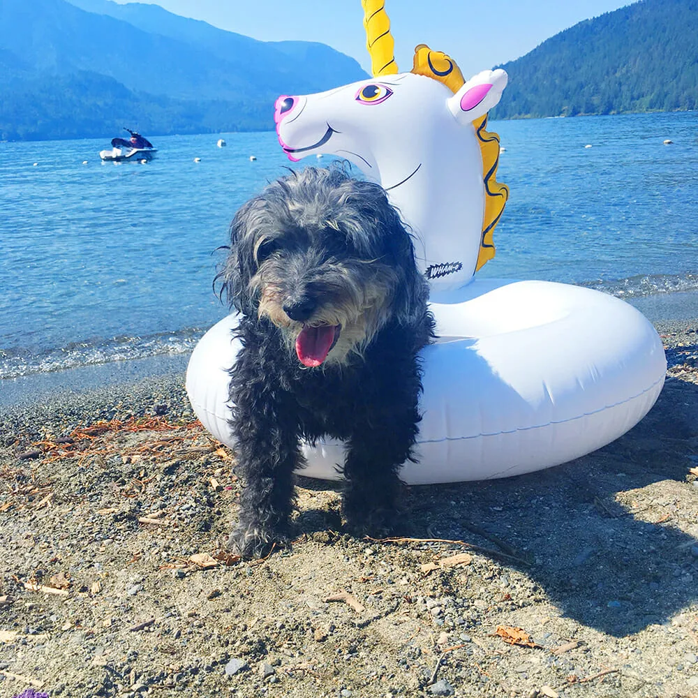 small black fluffy poodle dog in a unicorn pool float on the beach on a hot day
