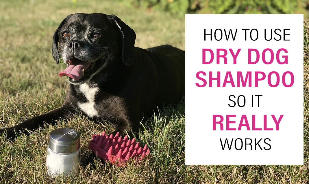 how to use dry dog shampoo