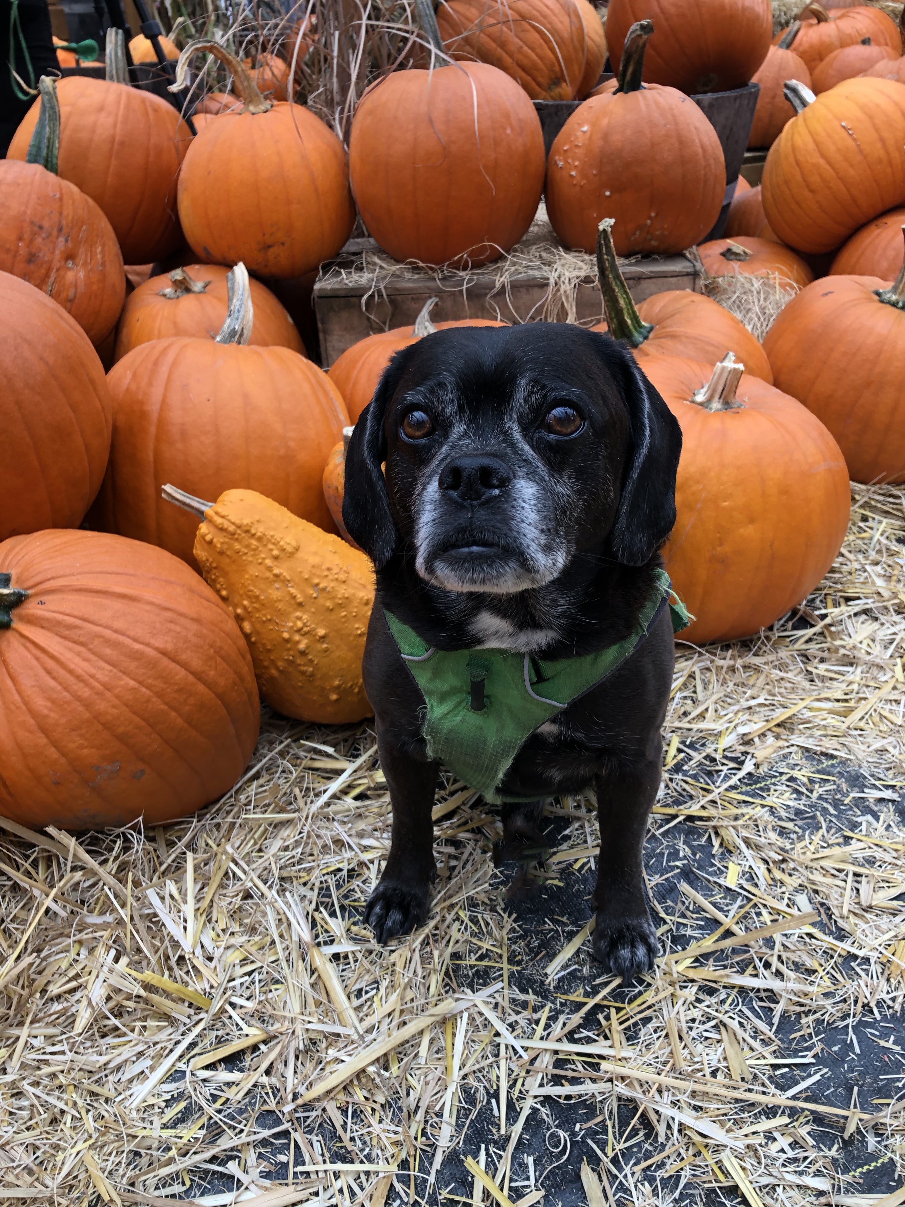 black puggle dog in a green harness sitting with a pile of pumpkin his mom is making into dehydrator dog chews