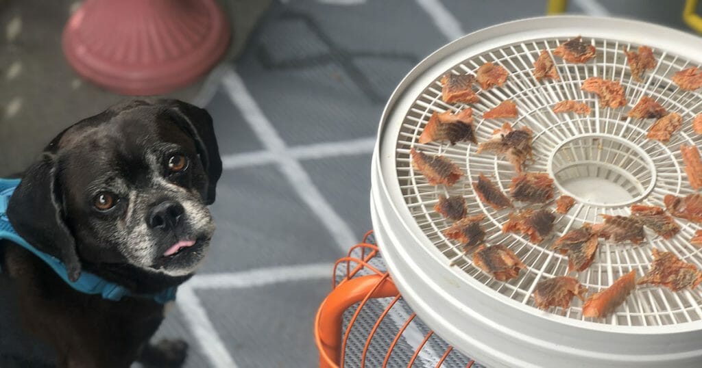 A black puggle with his tongue out stares intently at a dehydrator filled with small trout jerky pieces