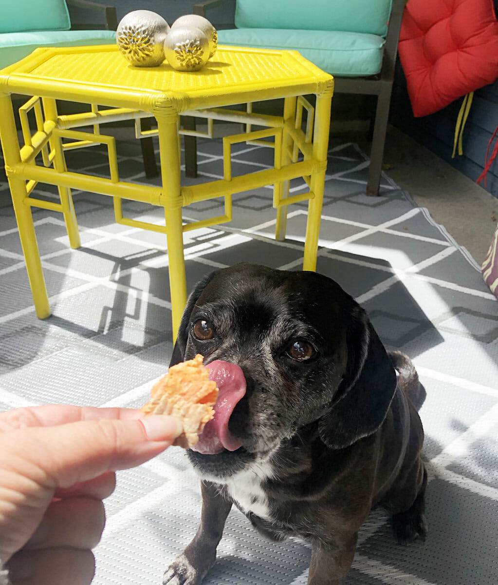 a black puggle is staring at a piece of trout jerky outside on a brightly colored deck