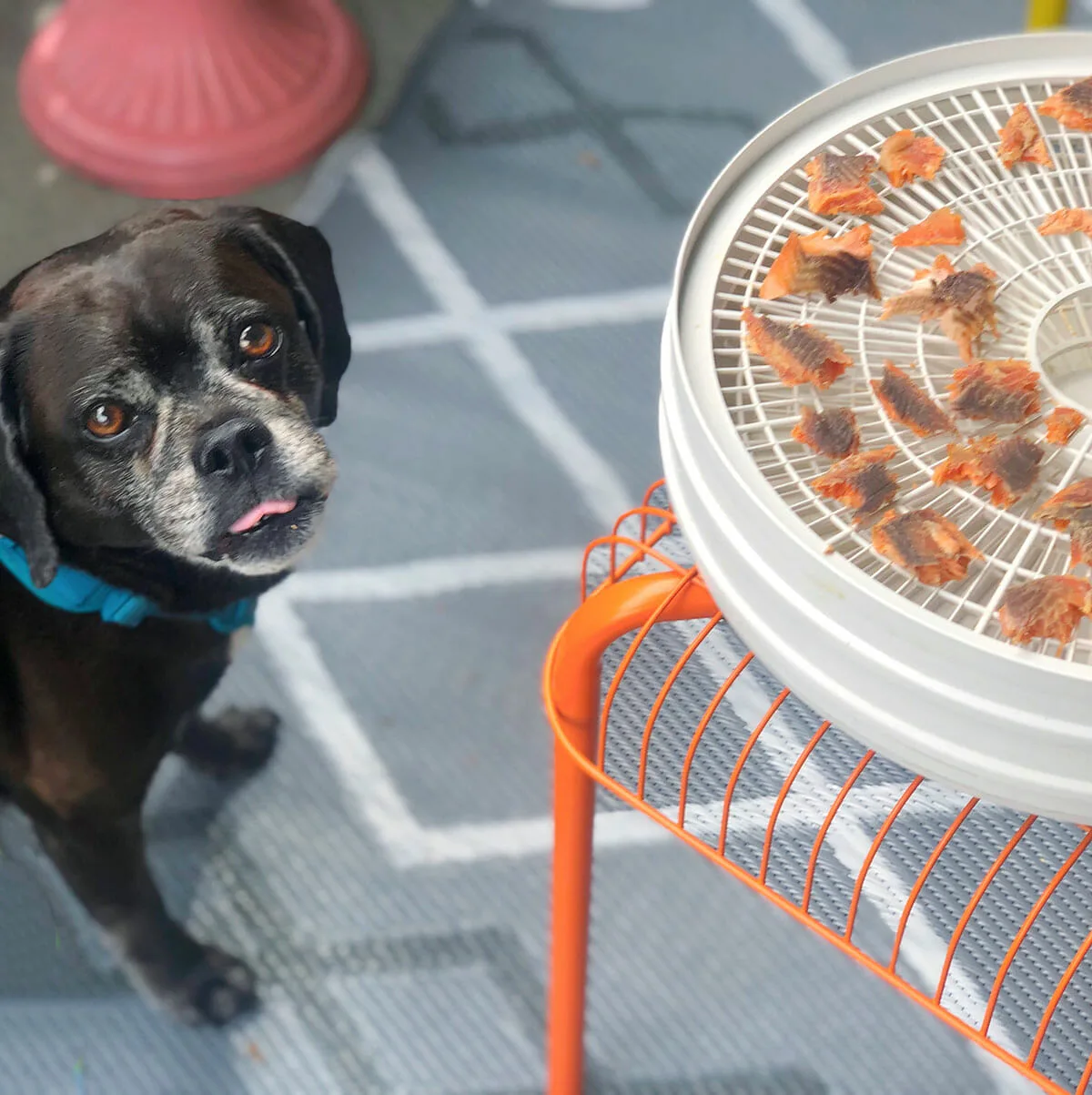 A black puggle with his tongue out stares intently at a dehydrator filled with small trout jerky pieces