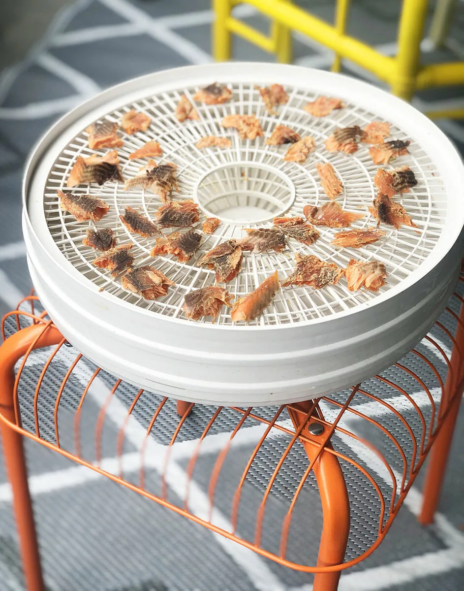 a food dehydrator filled with small pieces of trout jerky sits on a metal stool outdoors