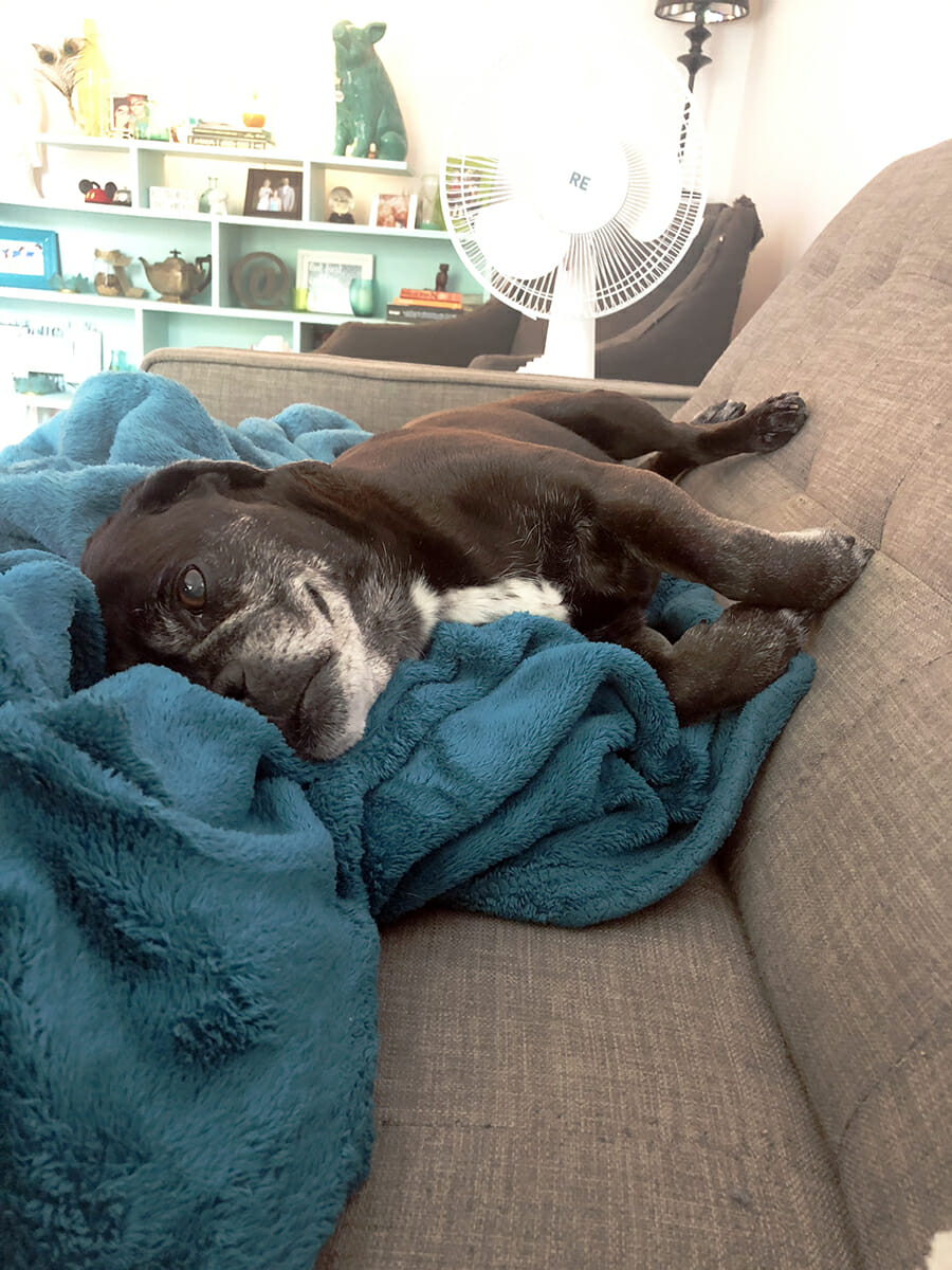 A small black dog lays on a teal blanket on a grey couch.
