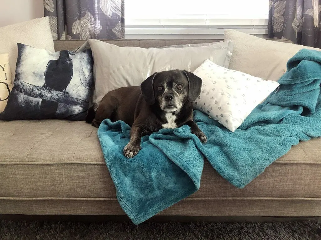 a small black dog lays on a teal blanket on a grey couch piled high with pillows