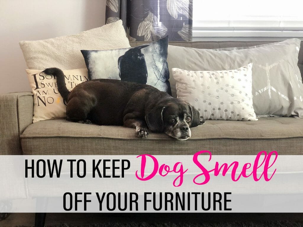A small black dog lays on a grey couch piled with accent pillows. Text reads: How to Keep Dog Smell Off Your Furniture