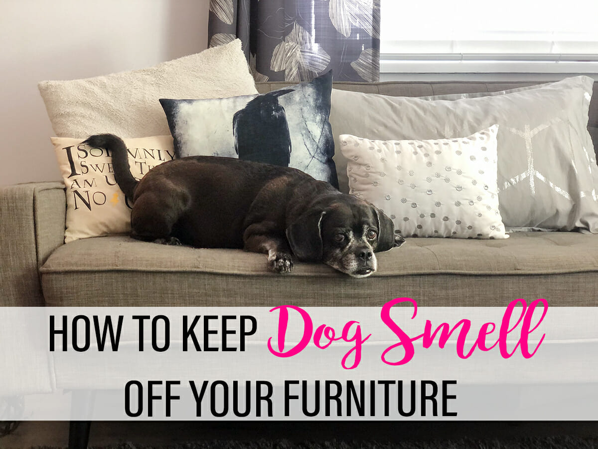 How to Keep Dog Smell Off Your Furniture
