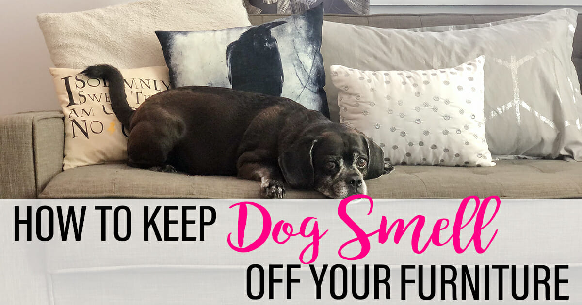 Keep Dog Smell Off Your Furniture, How To Keep Sofa Smelling Fresh