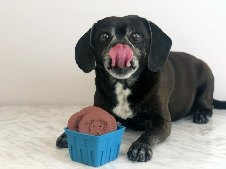 a black dog is licking his lips posed with a blue produce basket filled with dog treats