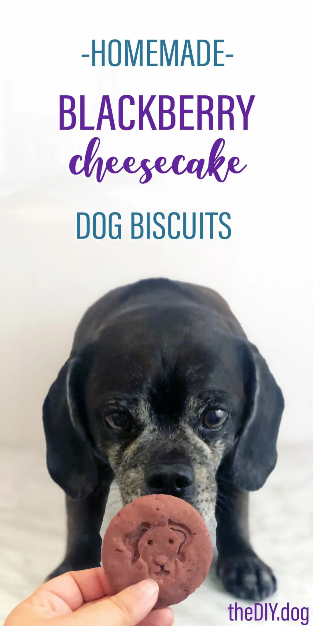 a black puggle staring at a blackberry cheese cake dog biscuit