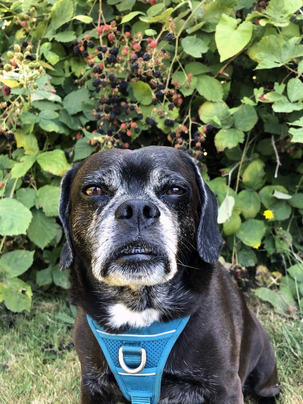 a black puggle sits in front of a large overgrown blackberry bush filled with ripe berries.