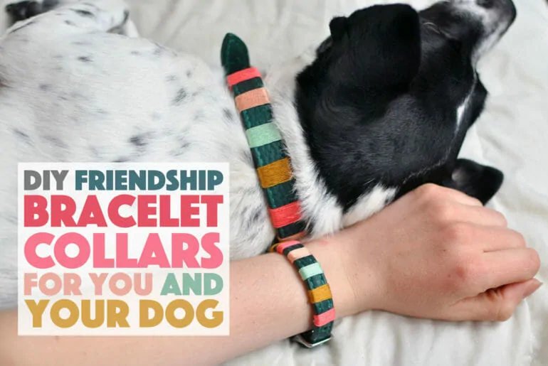 a black an white dog with a human wrist both sporting matching dark green leather collar and bracelet with jewel toned embroidery thread accents.