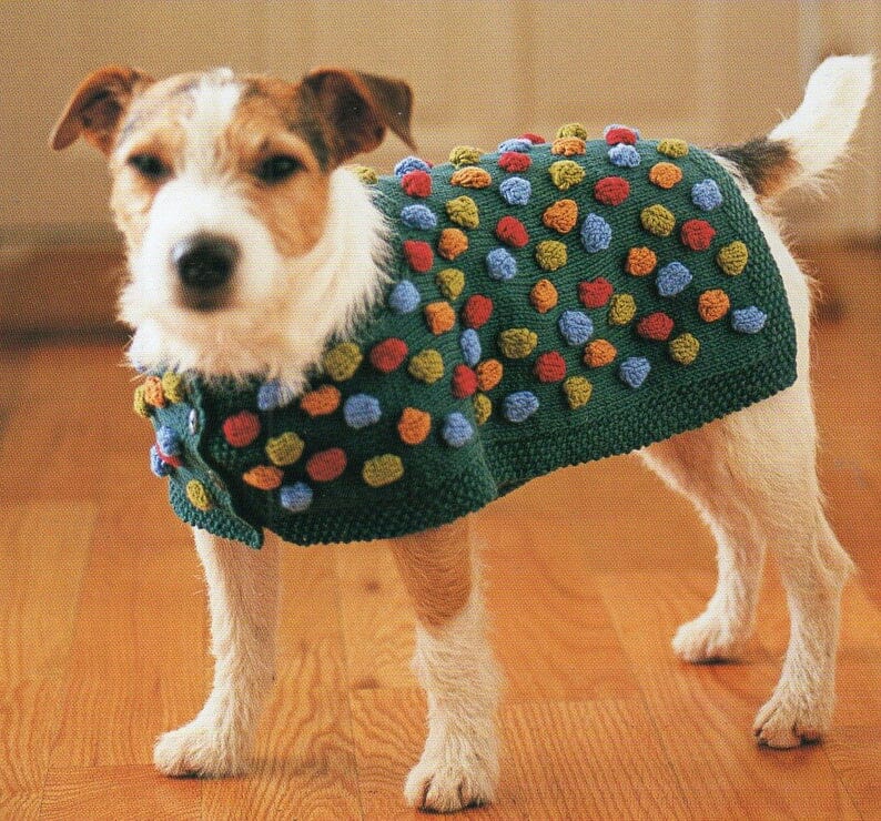 a jack russell terrier in a colourful bobble knit sweater that you can knit yourself