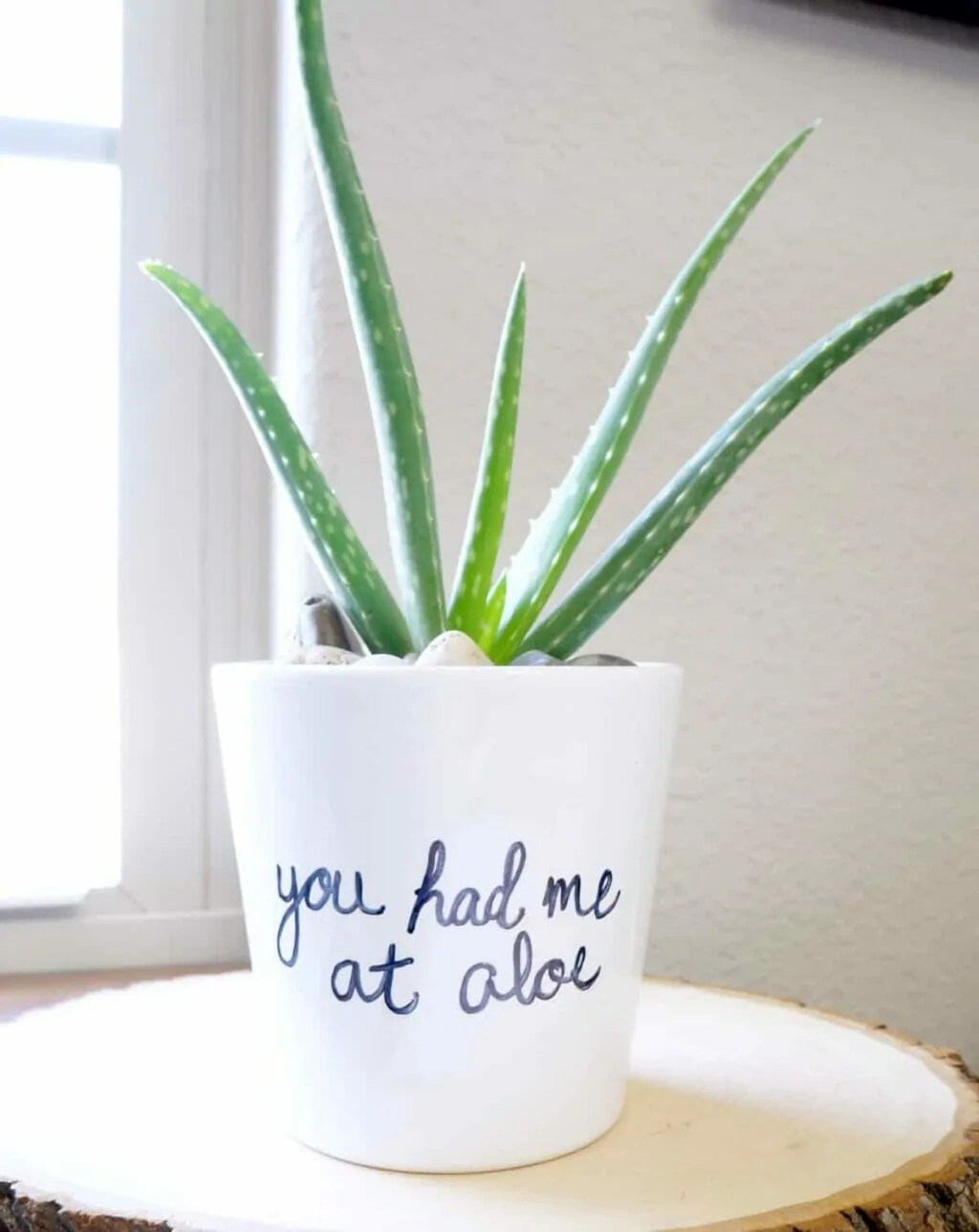 a small white plant pot sits on a wood round with an aloe plant in it. In handwritten  paint pen it says "you had me at aloe"