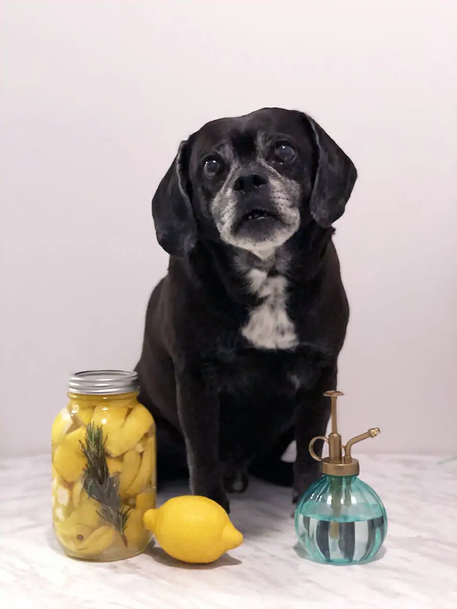 A small black puggle sits with a jar full of vinegar, lemon peel and rosemary homemade dog-friendly cleaning spray, with a whole lemon and a vintage glass spray bottle. 