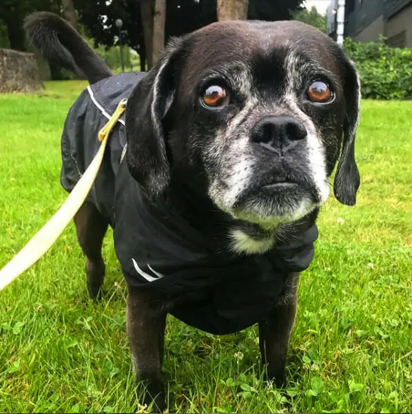 A small black puggle wearing a rain coat stands in the wet grass on a rainy day looking distressed.