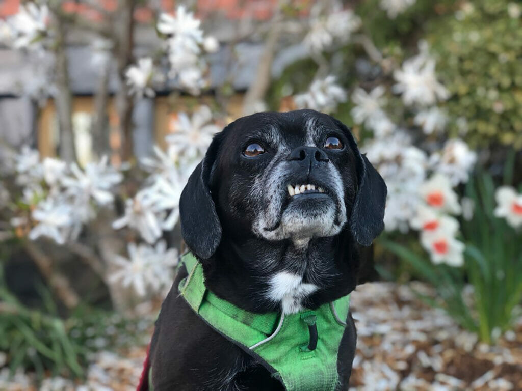 a black puggle in a green harness  and a lop sided snaggle toothed smile in front of a background of daisies